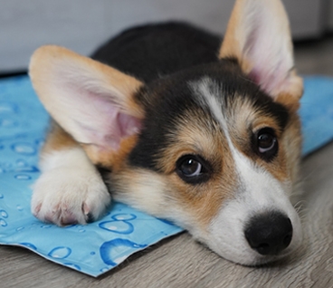 3-passos-para-ensinar-o-seu-cachorro-a-usar-o-tapete-higienico
